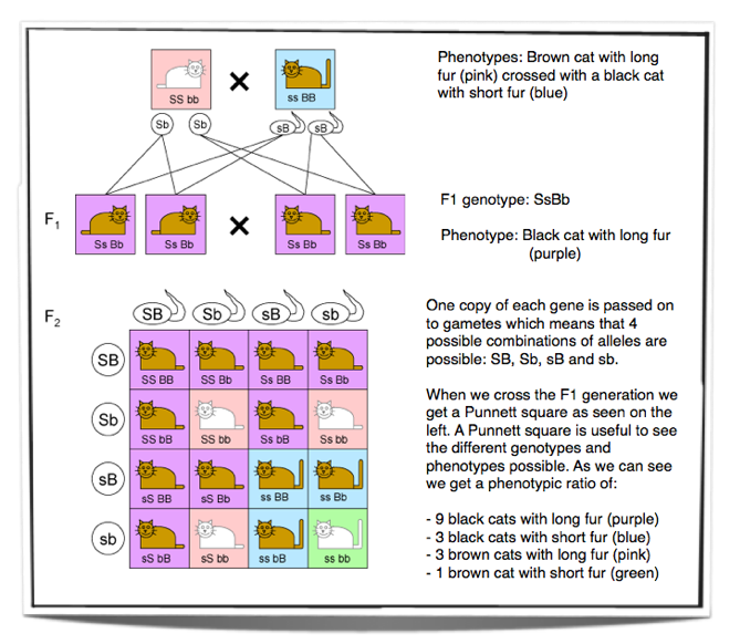 Dihybrid Punnett Square Genotype Ratio New 4tests Punnett Square May I Inform You That 2220