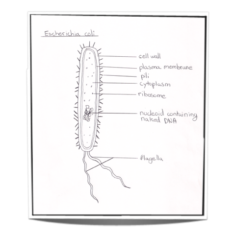 escherichia coli e coli as an example of a prokaryote