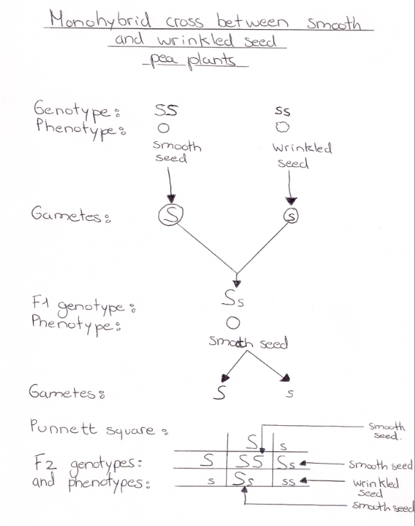 How to write genotypes for codominance