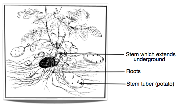 potato tuber plant structure tubers potatoes biology stem figure growth advice simple please notes