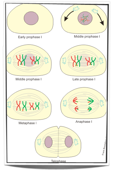 meiosis stages prophase 1