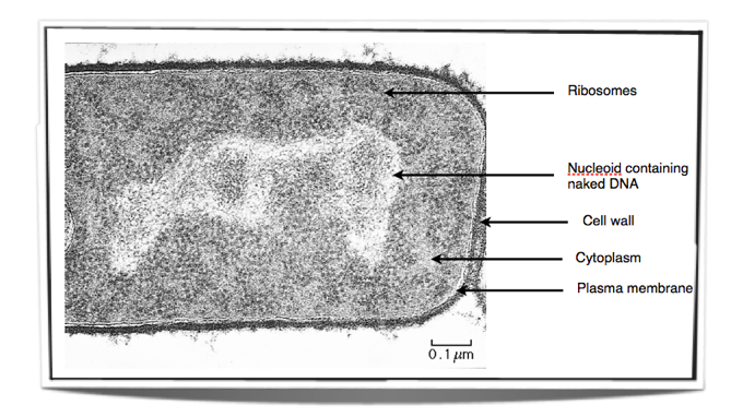 diagram of prokaryotic cell made by pencil​ - Brainly.in