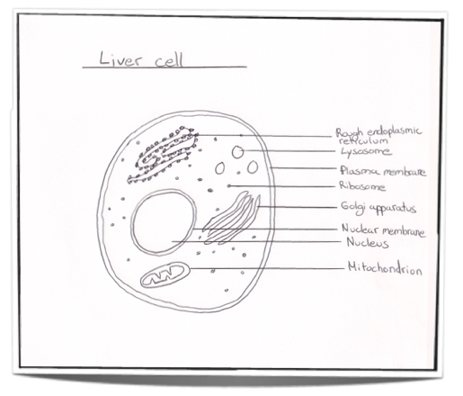 Draw a Well Labelled Diagram of Animal Cell and Mention One Function of the  Main Cell Organelles. - Science | Shaalaa.com