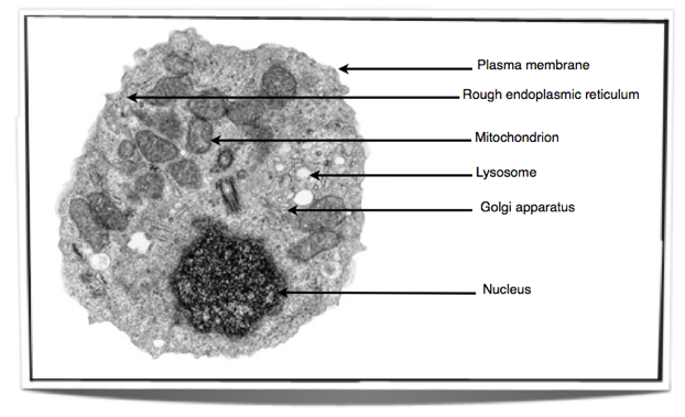 IB Biology Notes  Eukaryotic cells