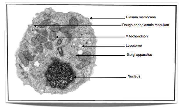 vacuole animal cell micrograph