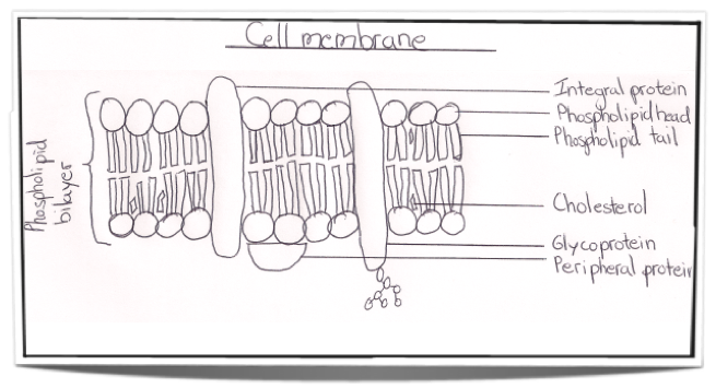 Cell Membrane Structure Phospholipids