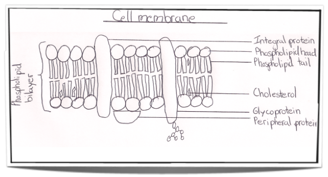 cell membrane labeled