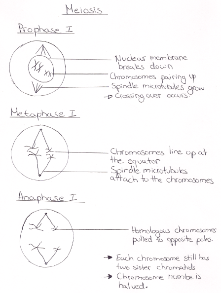 Ib Biology Notes 4 2 Meiosis