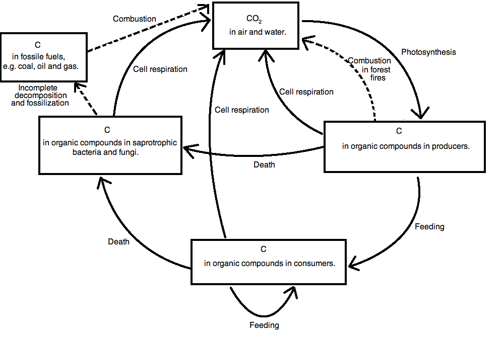 Ib Biology Notes 5 2 The Greenhouse Effect