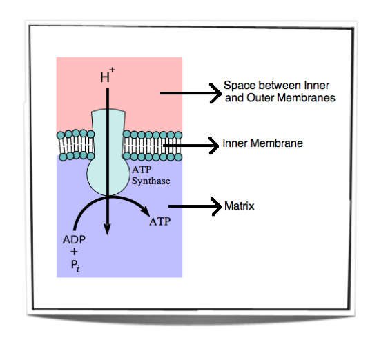 oxidative phosphorylation simplified