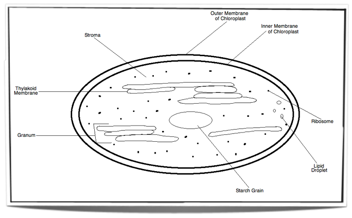 chloroplasts diagram