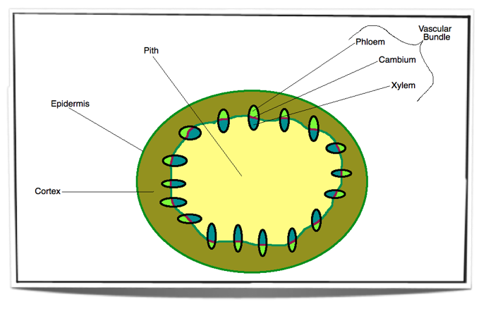 xylem diagram plants