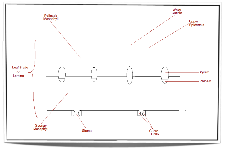 labeling primary growth structures ground tissue