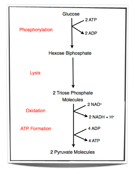 Glycolysis Chart