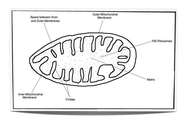 mitochondria electron micrograph labelled