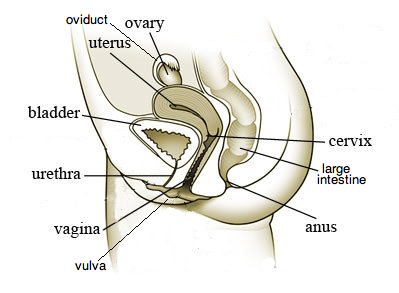 female reproductive system diagram with labels