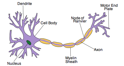 neuron diagram labeled synapse